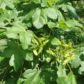 Acer campestre campestre feuille